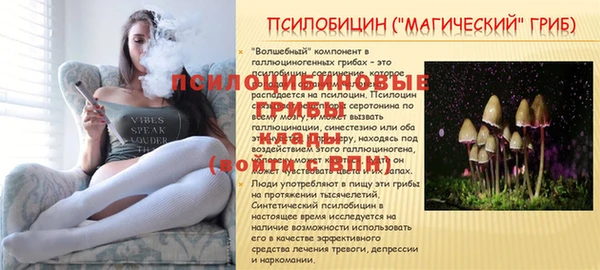 прущие грибы Абинск